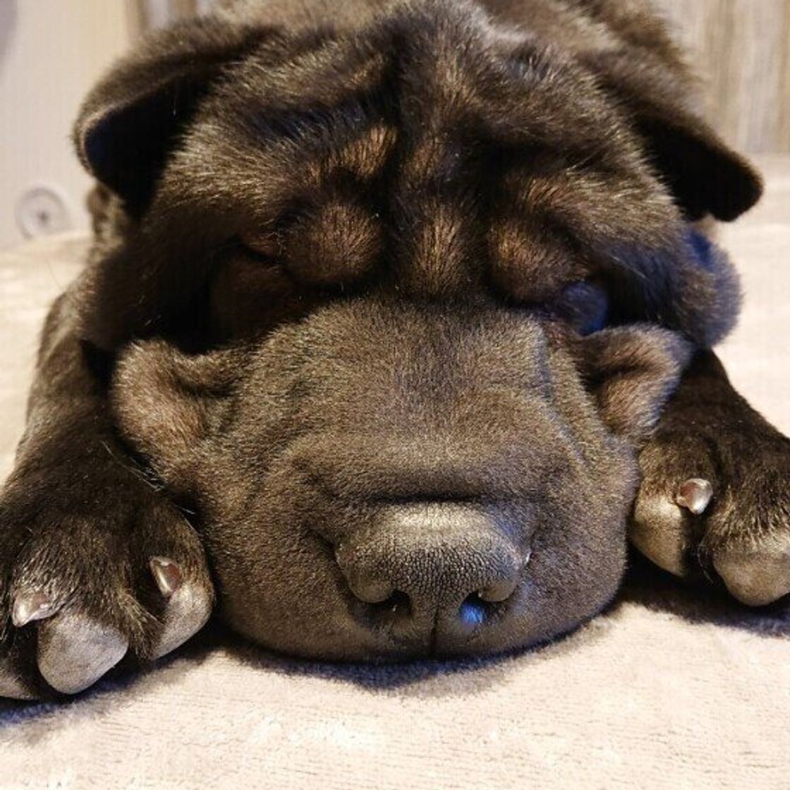 シャー ペイの特徴 性格 最新価格と飼い方 いぬのきもち 犬図鑑 いぬのきもちweb Magazine シャー ペイの特徴 性格 最新価格と飼い方 いぬのきもち 犬図鑑 いぬのきもちweb Magazine