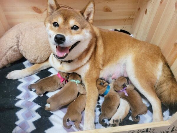 紬ちゃんと5頭の赤ちゃん