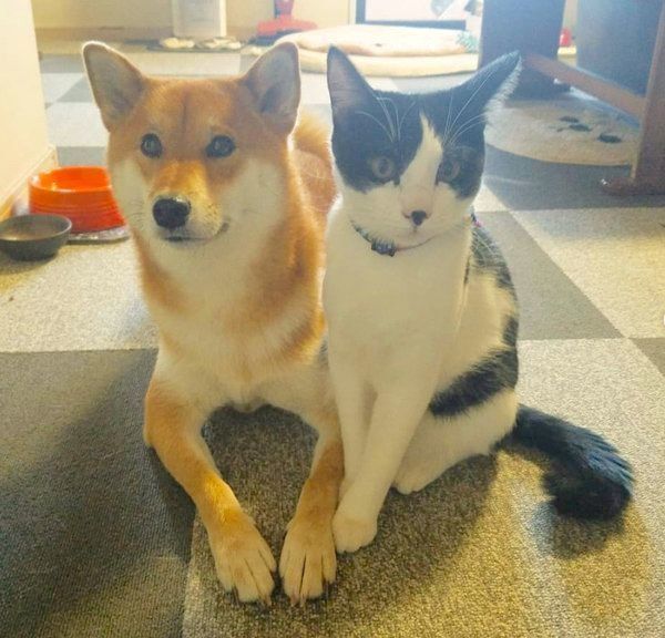 柴犬の小春ちゃんと猫のぶち助くん
