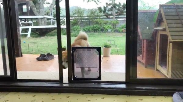 ドアを開ける定春くん