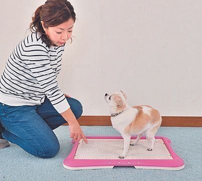 排泄中に「ワン、ツー」と繰り返し声をかける