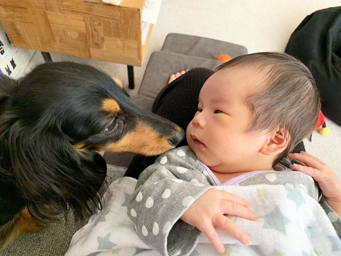 ミニチュアダックス ワカちゃん