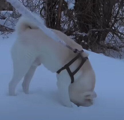 秋田犬のゆうきくん