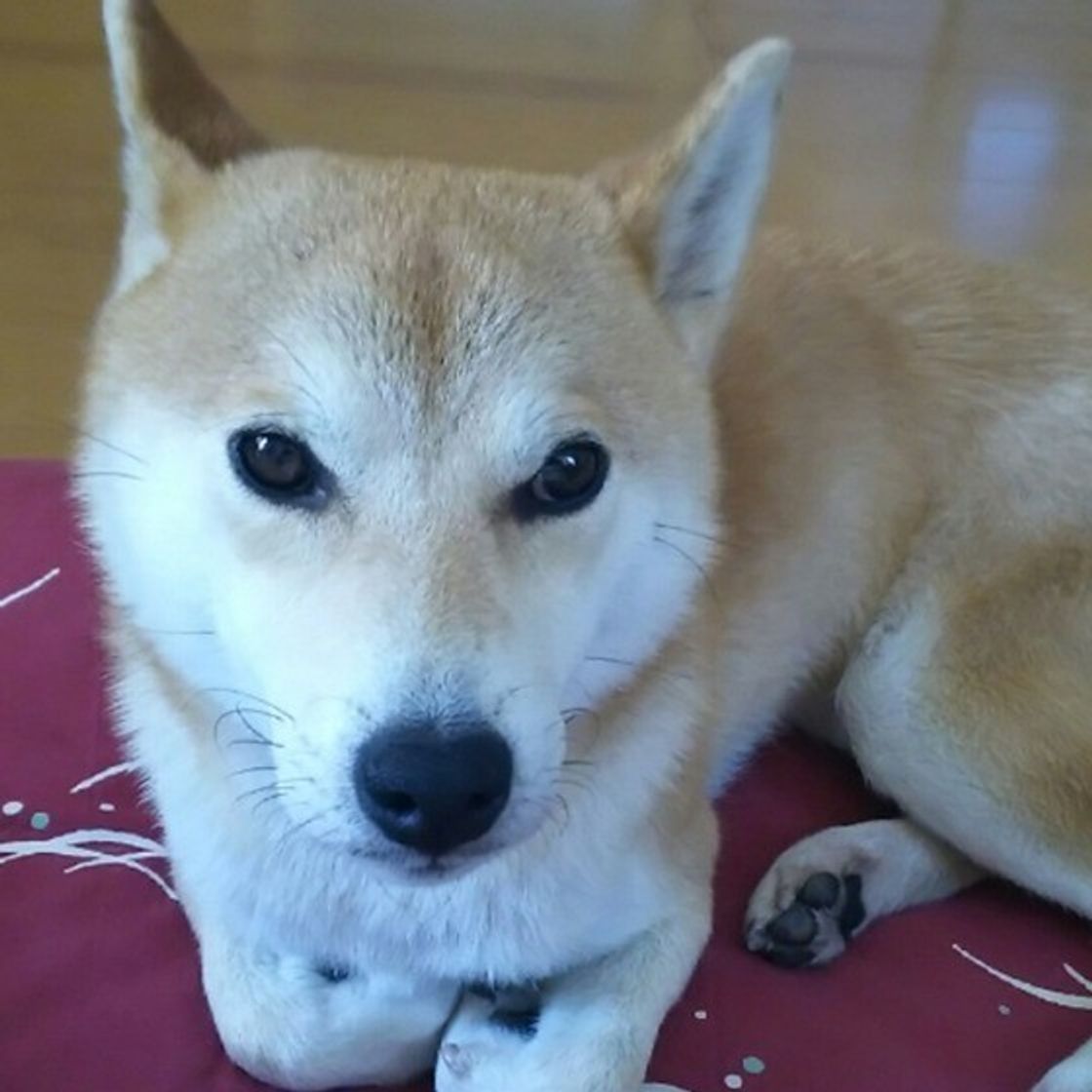 柴犬の理想的な体重はどれくらい 病気にさせないための健康管理とは いぬのきもちweb Magazine 柴犬の理想的な体重はどれくらい 病気にさせないための健康管理とは いぬのきもちweb Magazine