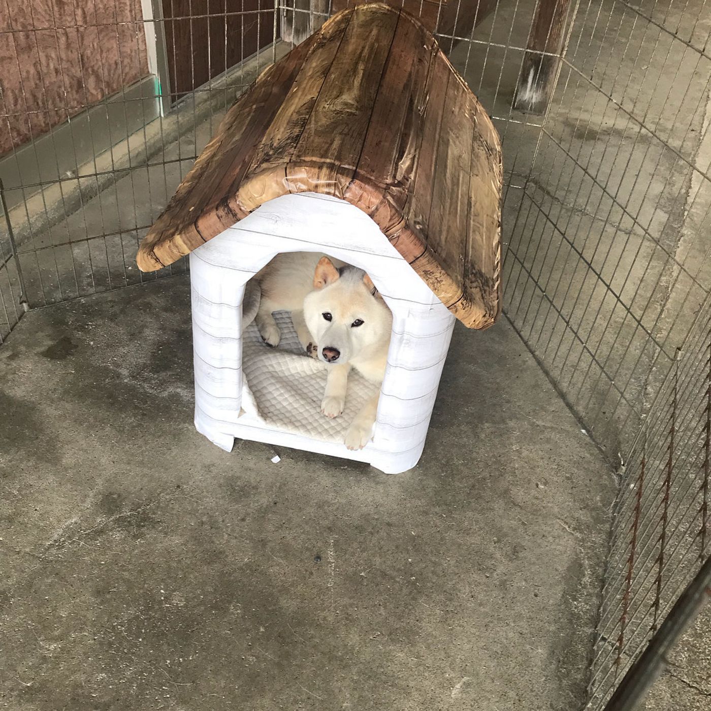 犬用ベッドやクローゼットも 簡単 オシャレな100均diyアイデア5選 いぬのきもちweb Magazine 犬用ベッドやクローゼットも 簡単 オシャレな100均diyアイデア5選 いぬのきもちweb Magazine