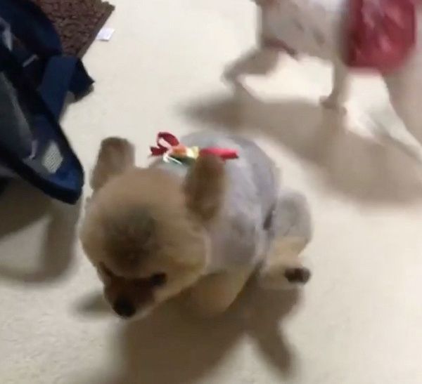 お尻歩きをするチワワ