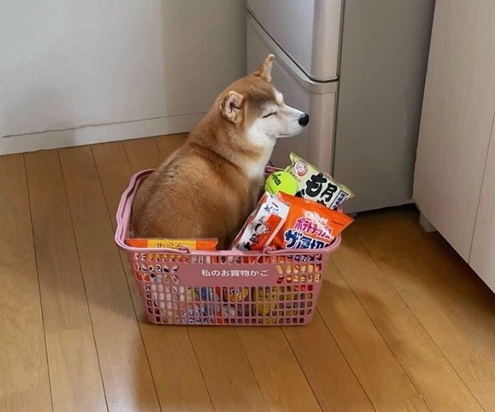 買い物かごの中に入るももちゃん