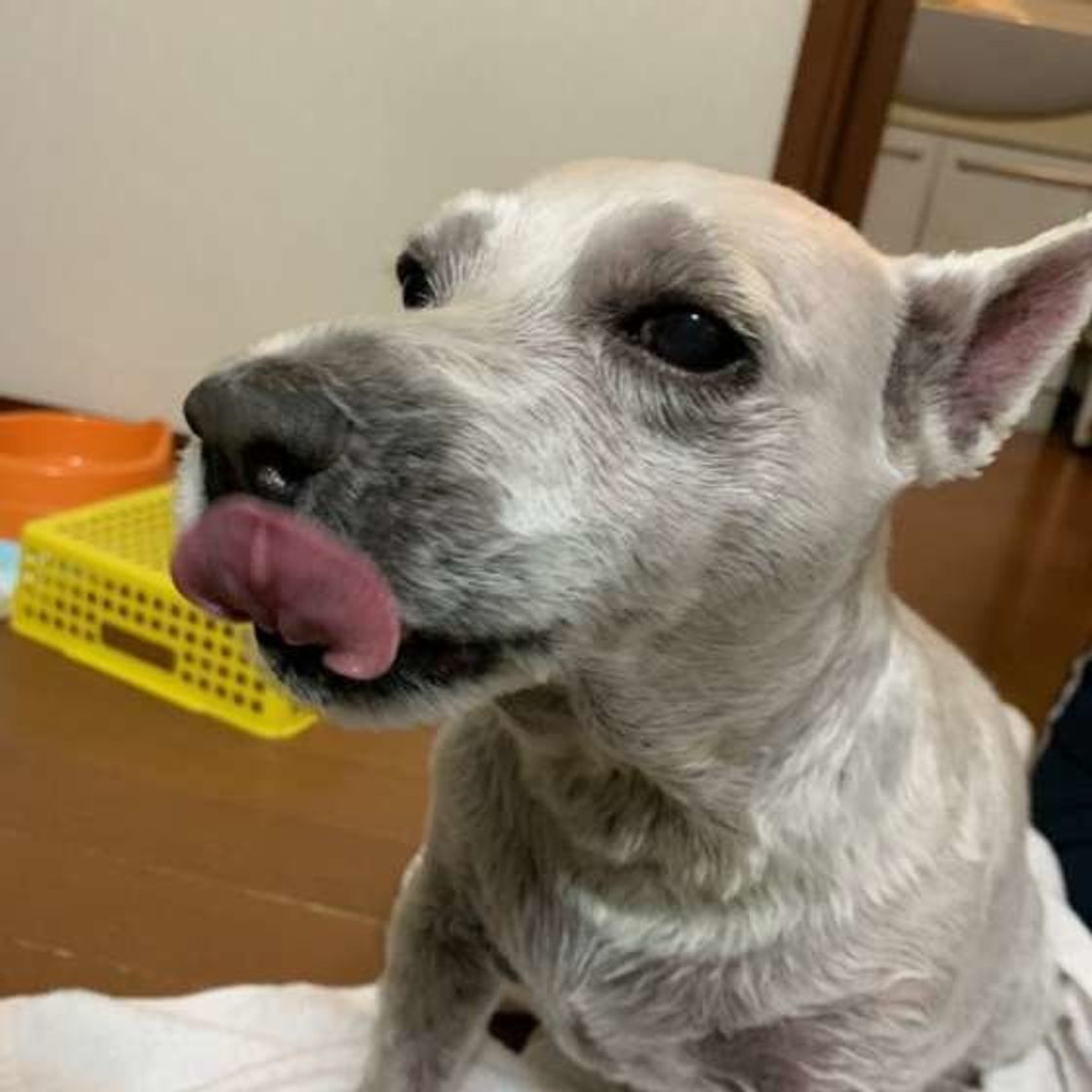 獣医師が告白 ここがヘン イマドキ飼い主さんの愛犬への接し方 いぬのきもちweb Magazine 獣医師が告白 ここがヘン イマドキ飼い主さんの愛犬への接し方 いぬのきもちweb Magazine