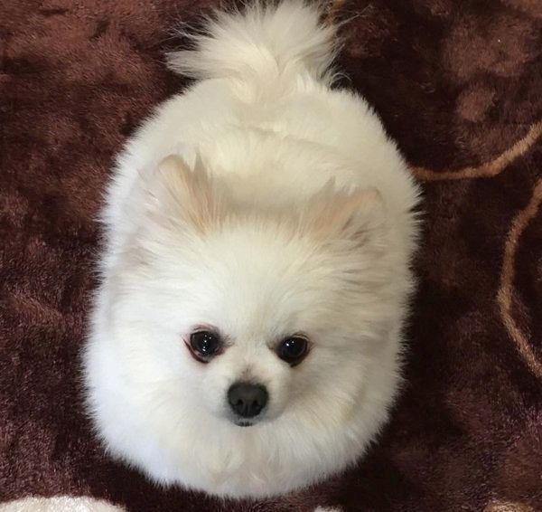 ポメラニアンの姫ちゃん