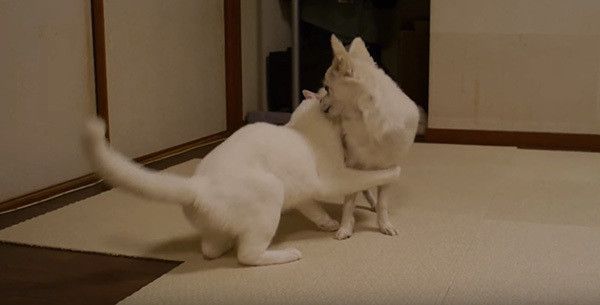 犬に抱きつく猫