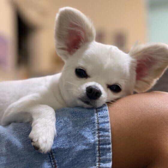 チワワのぽんずくん