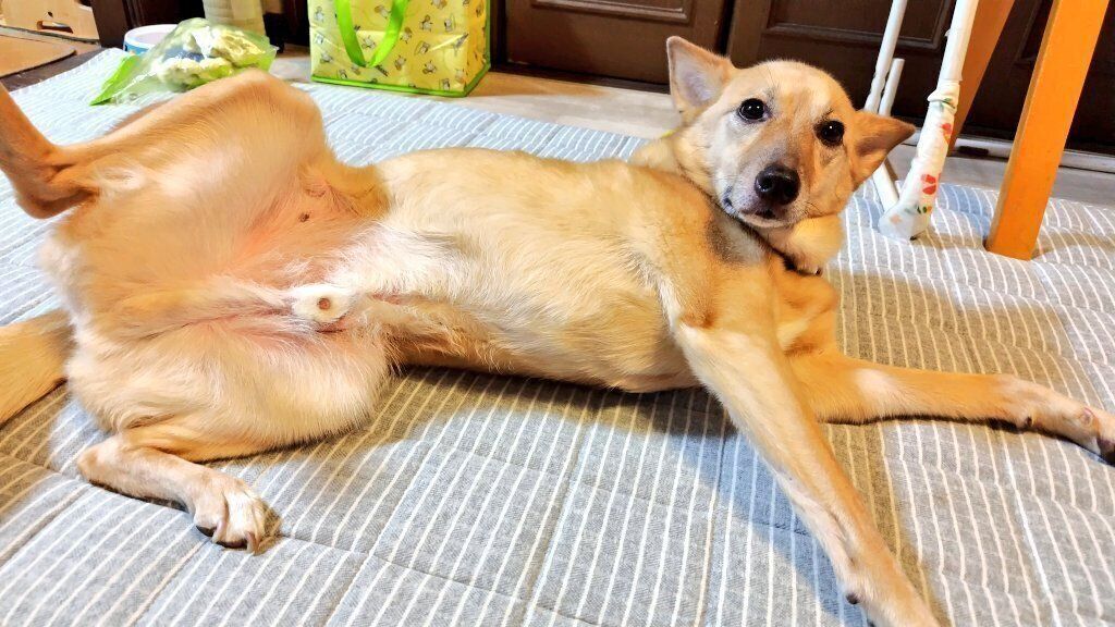 おなかを出すココちゃん