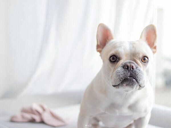 見つめるさくらちゃん