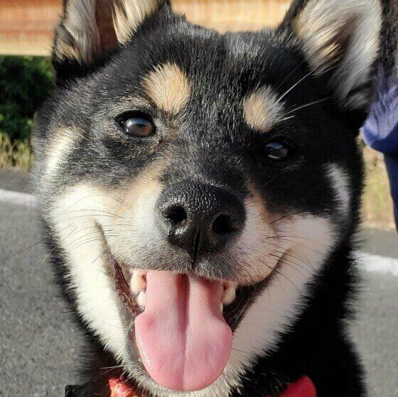 笑顔の柴犬