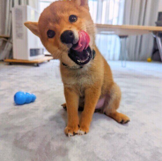 犬の食事は1日何回？ ライフステージや体調、体質に合わせた食事の回数とは いぬのきもち