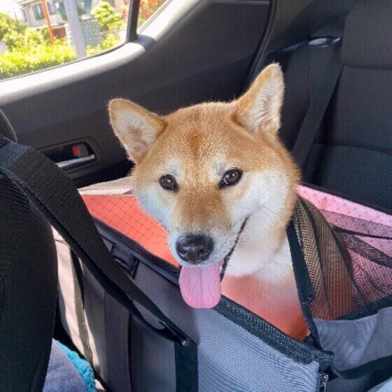 車で移動する犬（柴、メス）