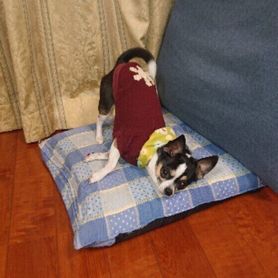 座椅子にスリスリするチワワのたらちゃん