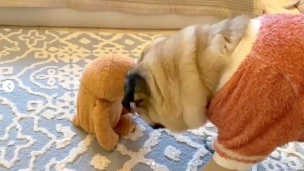 ぬいぐるみを見て興奮するぱぐぞうくん