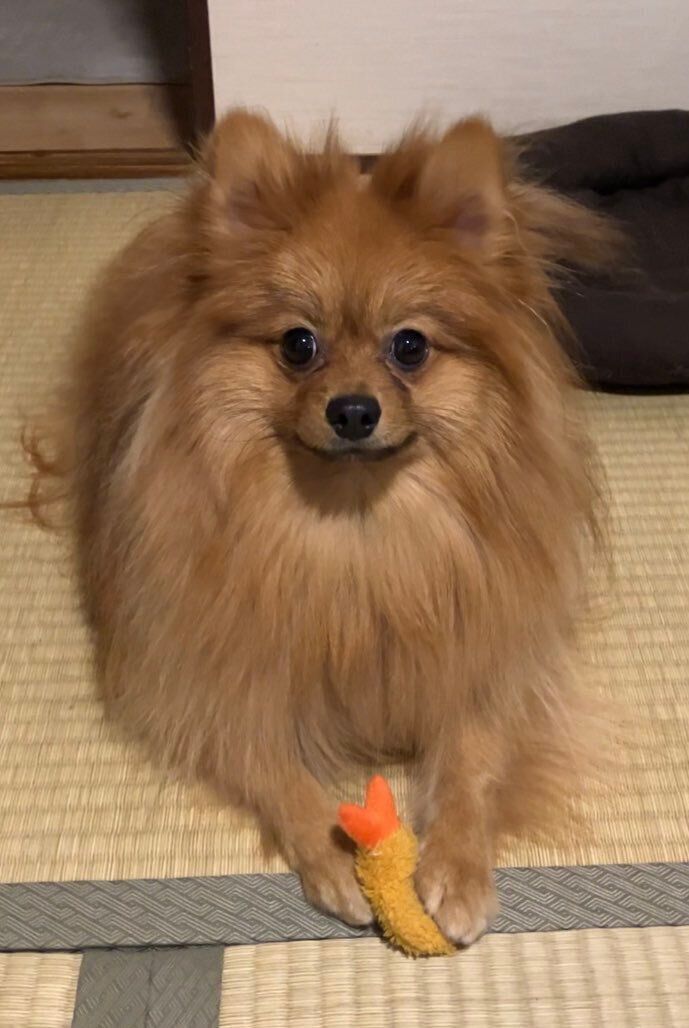 おもちゃで遊ぶポメラニアン