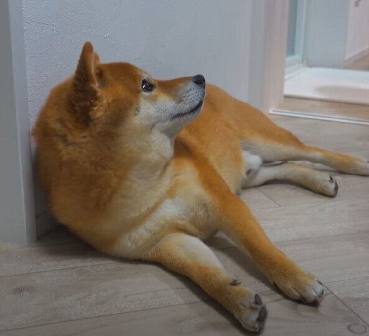 パパまだかな お風呂の前で出待ちする柴犬が健気で愛らしい いぬのきもちweb Magazine パパまだかな お風呂の前で出待ちする柴犬が健気で愛らしい いぬのきもちweb Magazine