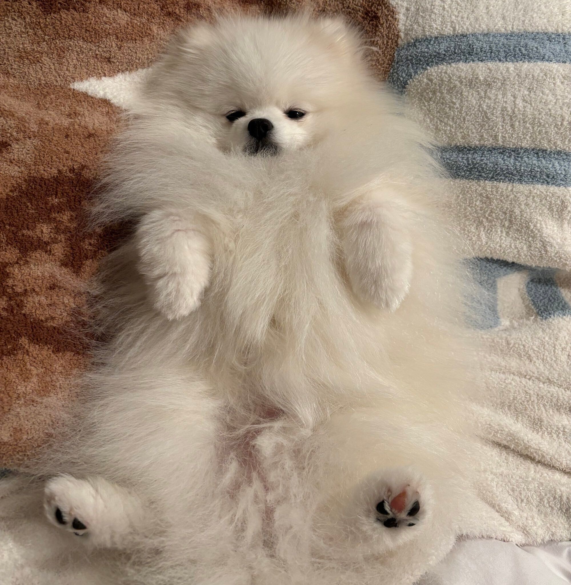 ヘソ天するくま太くん