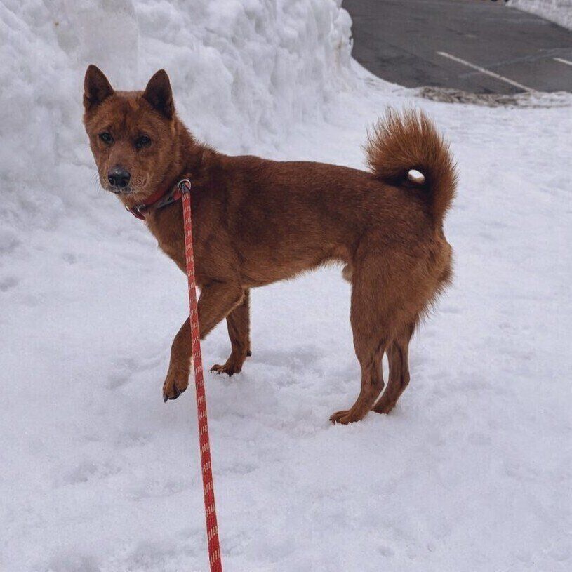 出会った当日に撮影された写真　「少し不安な表情をしている」と飼い主さんが
