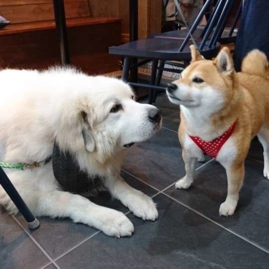 お友達同士の犬