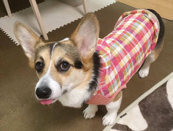 見つめるコーギー