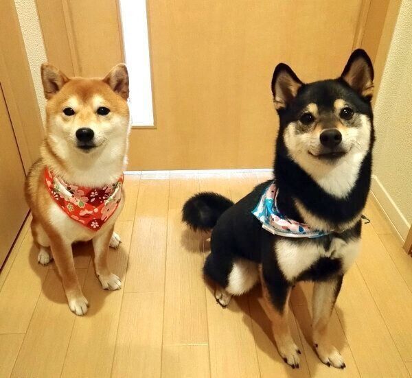 見つめるわさびちゃん、くろ吉くん