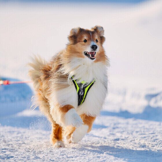 犬のストレスの原因と対処法 犬はどんなときにストレスを感じるの？ いぬのきもち