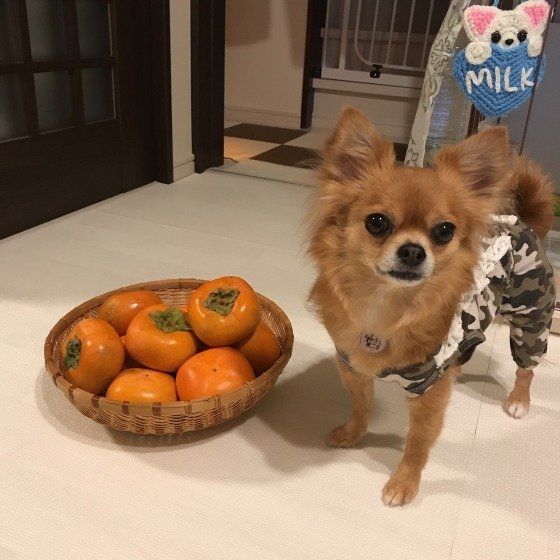 犬にもOK秋の味覚「柿」