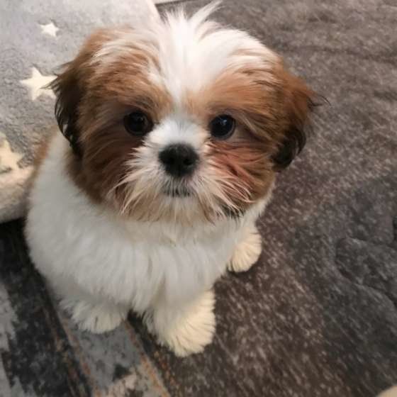 シー・ズーのお座り