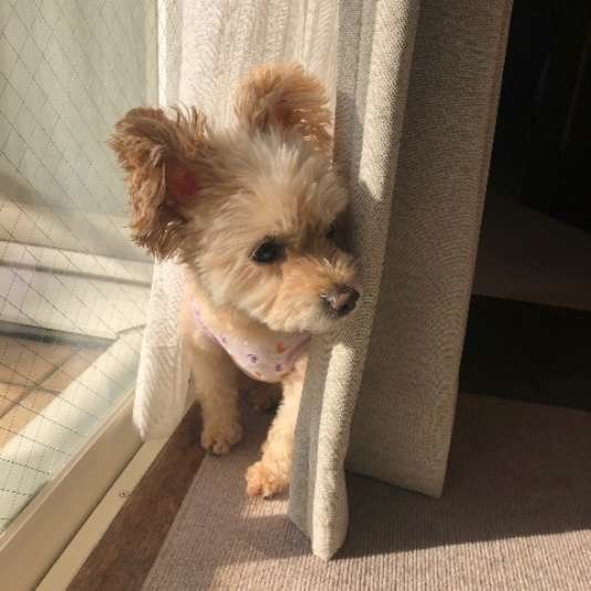 MIXのチッチちゃん