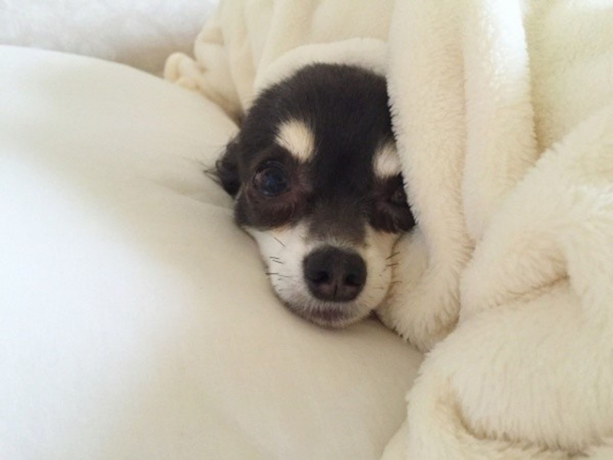 愛犬が布団にもぐりこんで一緒に寝ているけど苦しくないの いぬのきもちweb Magazine 愛犬が布団にもぐりこんで一緒に寝ているけど苦しくないの いぬのきもちweb Magazine
