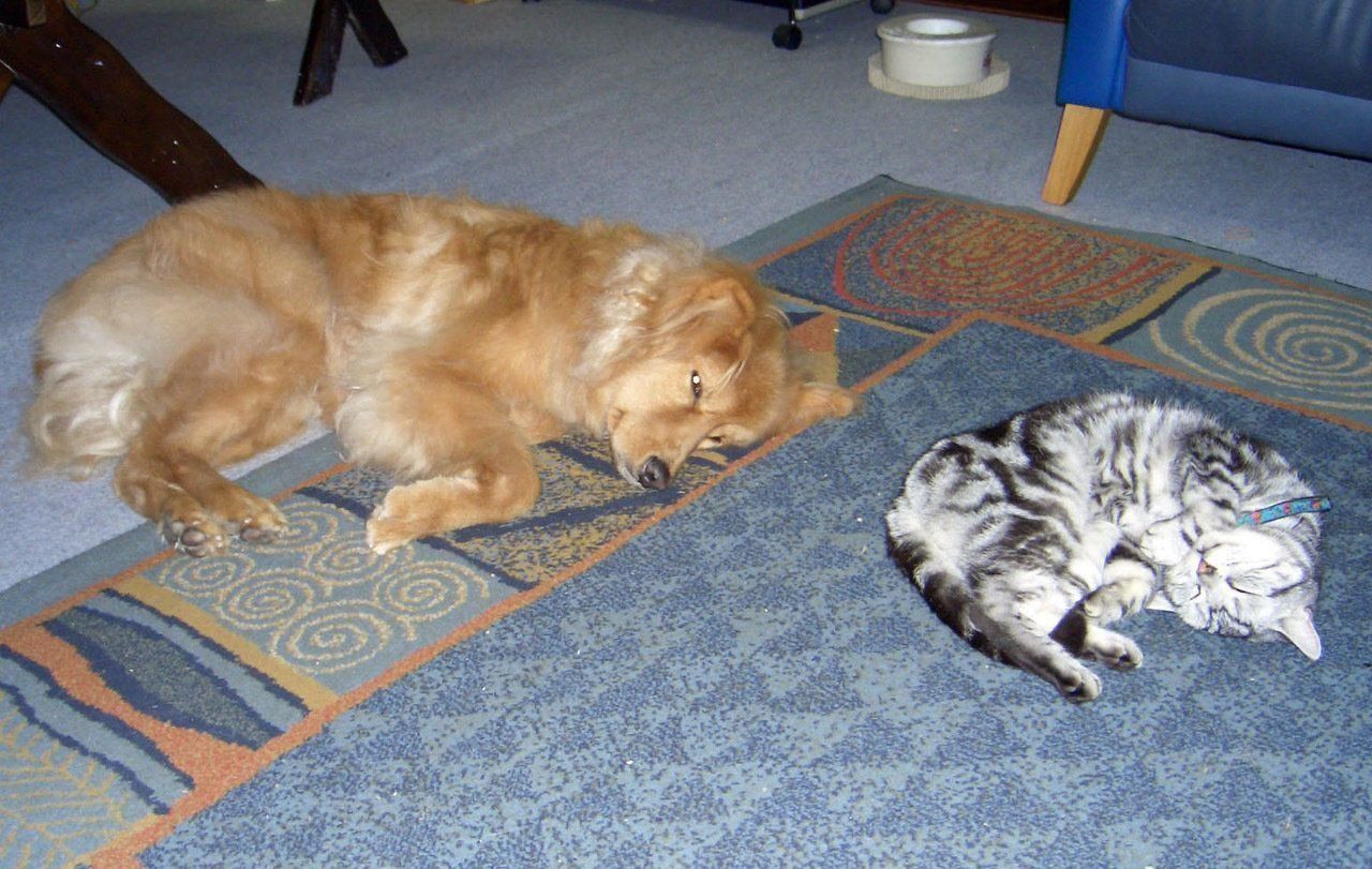 ↑猫と仲良しな犬は、犬慣れしている先住猫がいたケースがほとんど