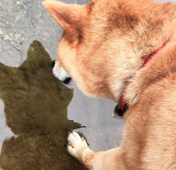 川に映る「お友達」を不思議がる柴犬