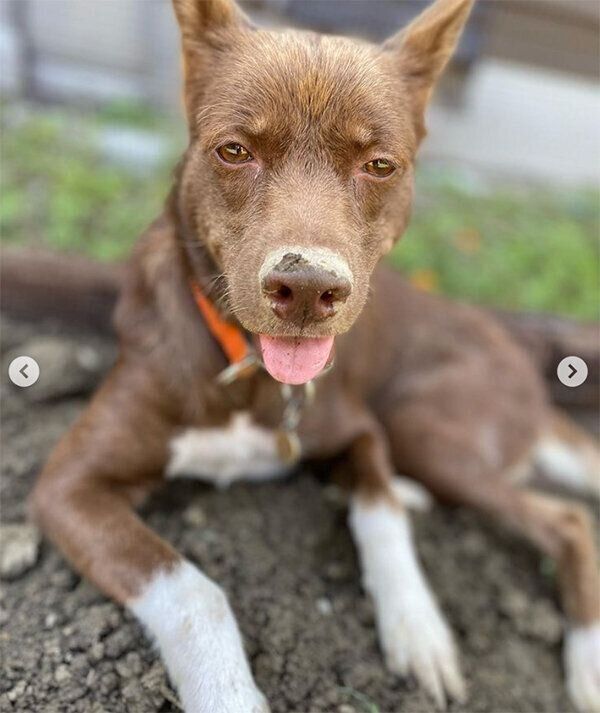 泥んこになるソイちゃん