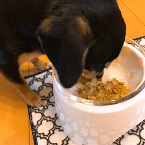 MIXのぽこちゃん