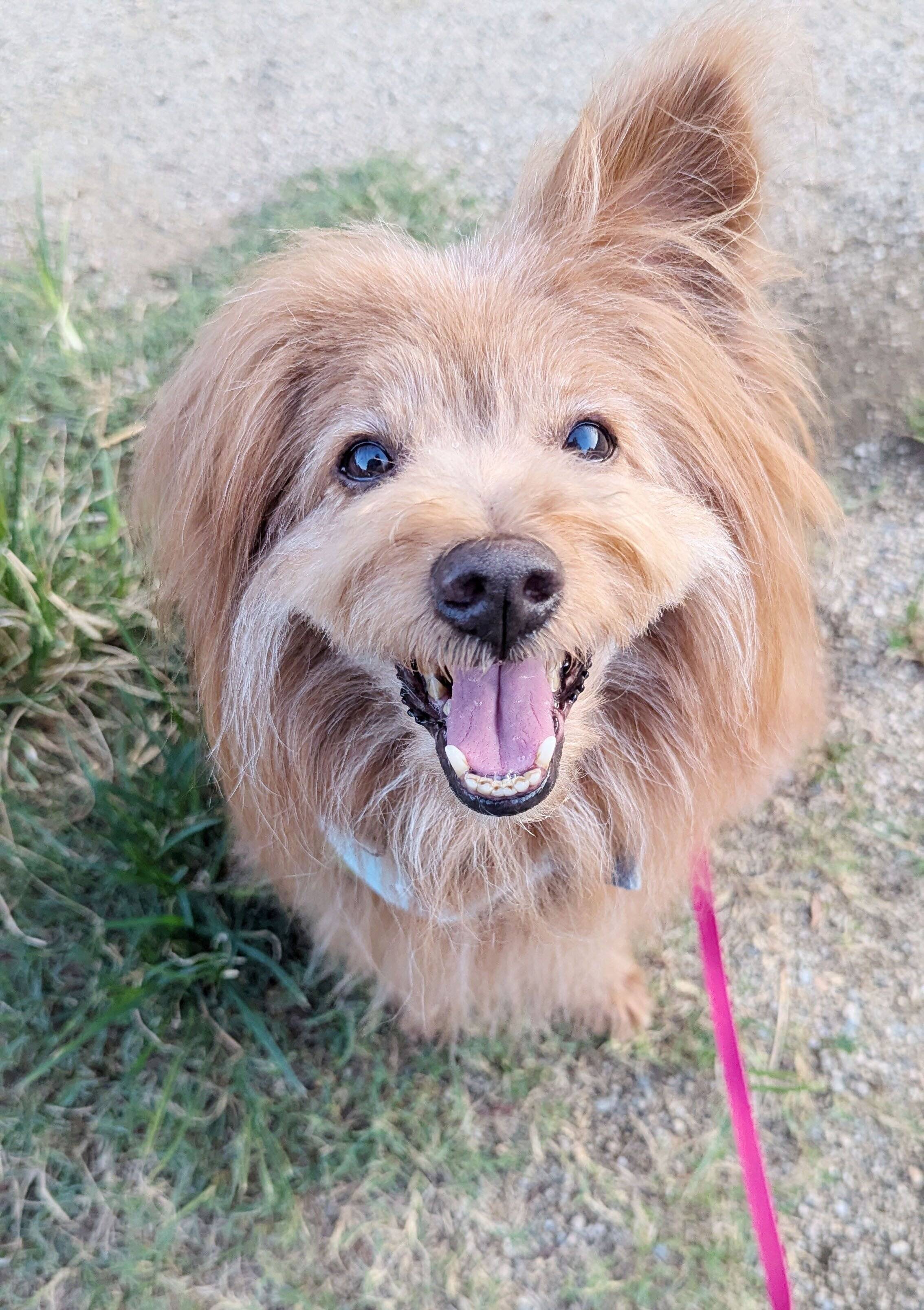 ニコニコ笑顔の犬の写真