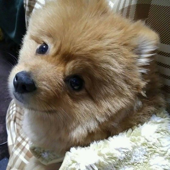 見つめるポメラニアン