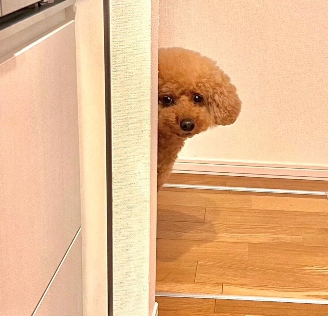 ラーメンをすする飼い主さんを見るプーチンくん。