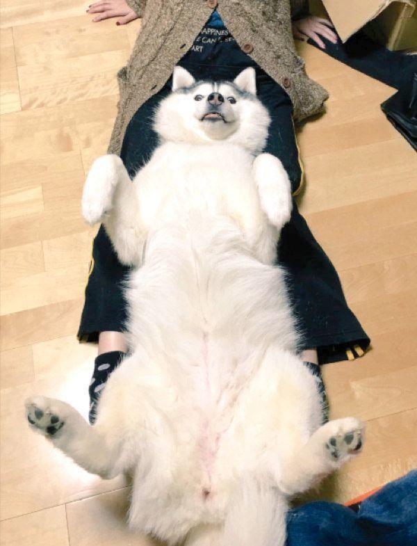 飼い主さんの足の間でくつろぐシルビアちゃん