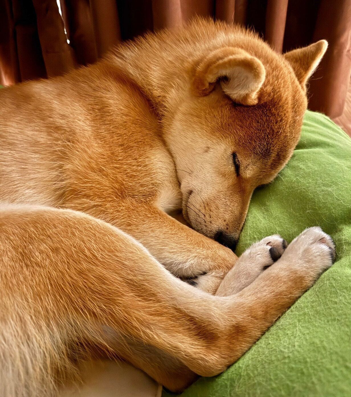 気持ちよさそうに眠るいぶきちゃん