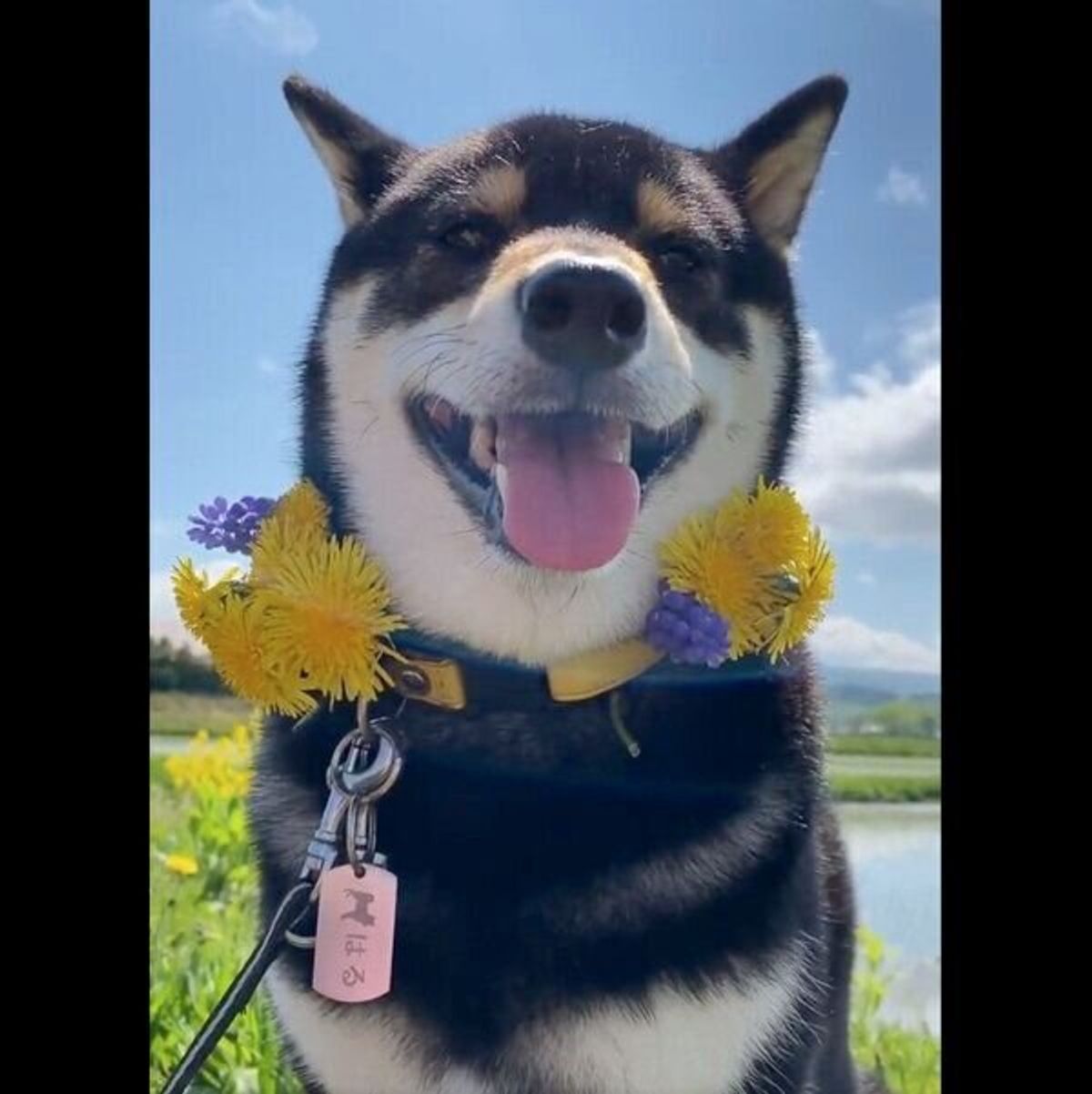 2年前に亡くなった大好きなおじさんを待ち続ける犬 飼い主が明かす 今でも忘れられないふたりのやりとり いぬのきもちweb Magazine 2年前に亡くなった大好きなおじさんを待ち続ける犬 飼い主が明かす 今でも忘れられないふたりのやりとり いぬのきもちweb Magazine