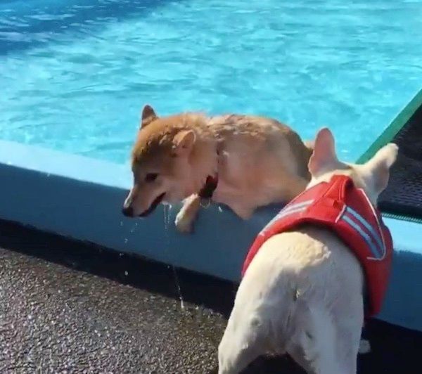 プールで遊ぶ柴犬