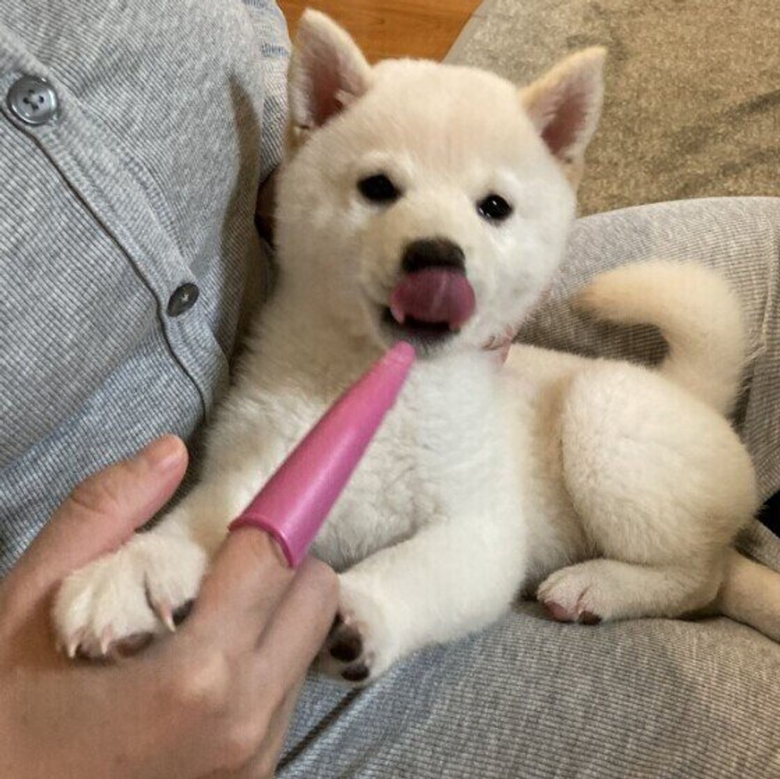 犬用歯ブラシ 選び方のポイント 人用の歯ブラシは使っていいの いぬのきもちweb Magazine 犬用歯ブラシ 選び方のポイント 人用の歯ブラシは使っていいの いぬのきもちweb Magazine