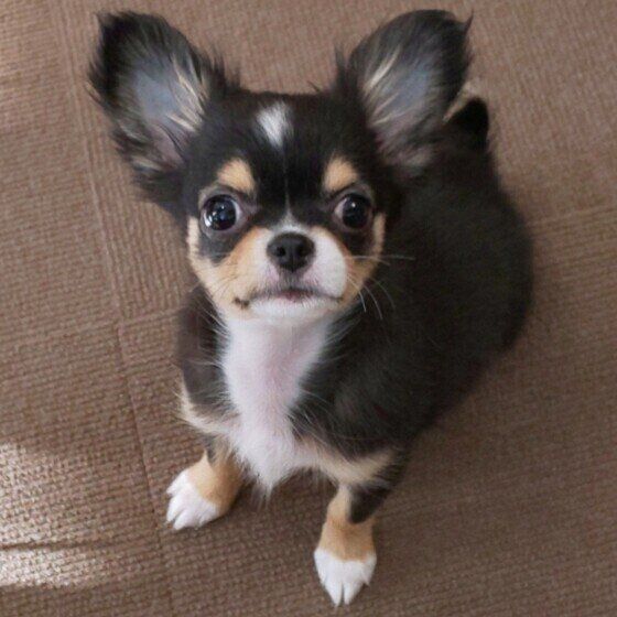 チワワのまるちゃん♪