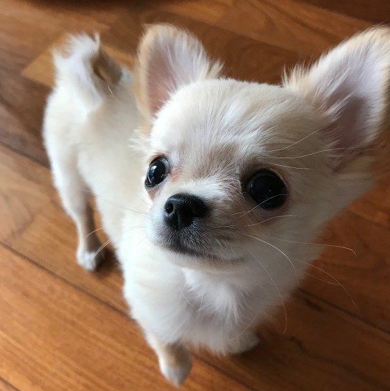 ウルウルした目で見つめるチワワ