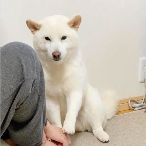 マッサージを要求するきなこちゃん