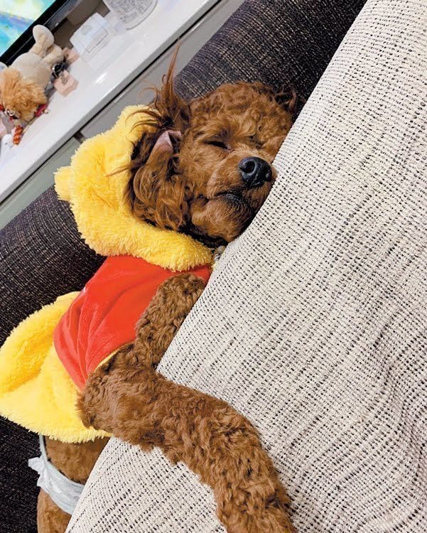 ソファの背もたれで寝るトイ・プードルのモカくん